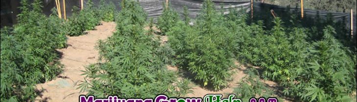 The Basics of Marijuana Cultivation