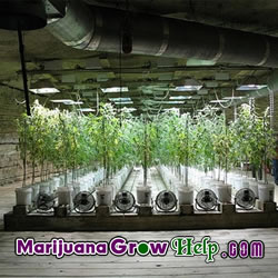 The Basics of Marijuana Cultivation