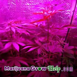 Marijuana Grow Lights