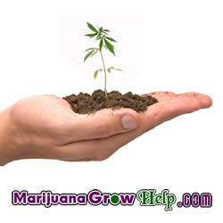 Marijuana Growth