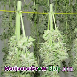 Drying your Marijuana Harvest