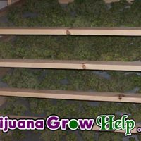 Drying & Curing Your Harvest