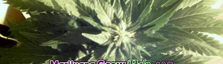 Early Flowering and Auto Flowering Marijuana