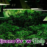 Indoor Marijuana Growing 101