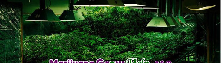 Indoor Marijuana Growing 101
