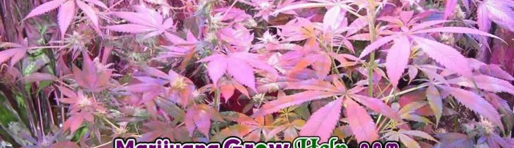 Marijuana Flowering