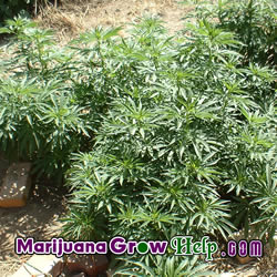 outdoor cultivation