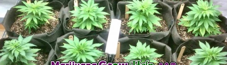 Pots & Sizing: From Seedling to Harvest