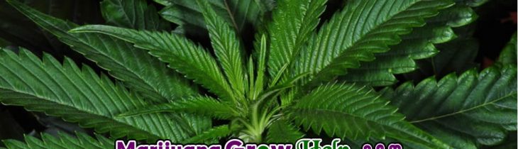 Top 3 Indica Strains to Grow