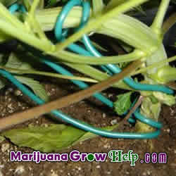 Marijuana Plant Training