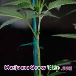 Marijuana Plant Training