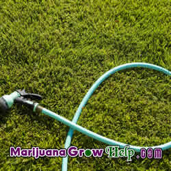 Watering Marijuana