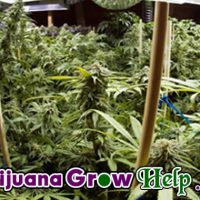 Top 2 Strains to Grow