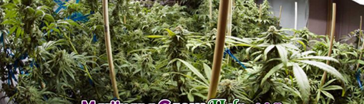 Top 2 Strains to Grow