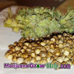 Best Marijuana Seed Banks