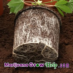 Rooting Stubborn Marijuana Plants