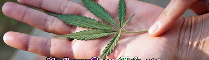 Cloning Difficult Marijuana Strains