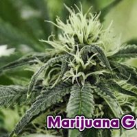 Maintaining your Marijuana Mother Plant