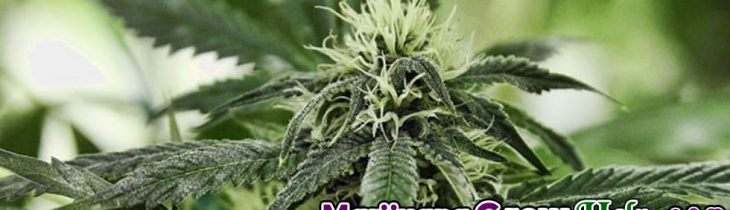 Maintaining your Marijuana Mother Plant